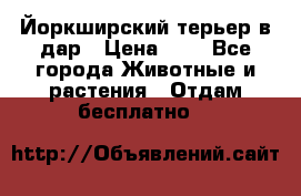 Йоркширский терьер в дар › Цена ­ 1 - Все города Животные и растения » Отдам бесплатно   